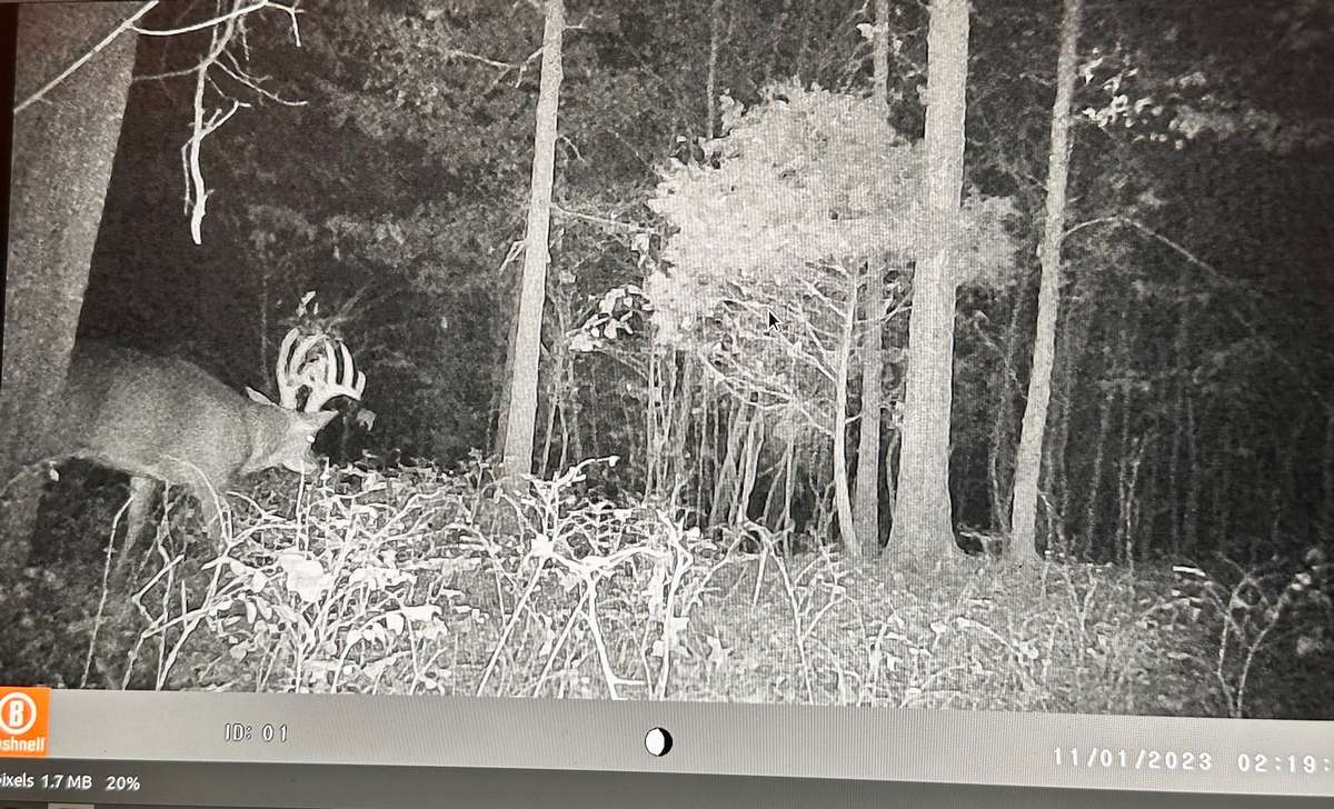 Premier Outfitters Trail Cam Photo Gallery